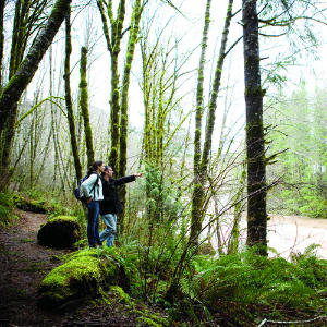 Rain-Forest Recovery