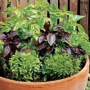 Plant a Pot of Pesto