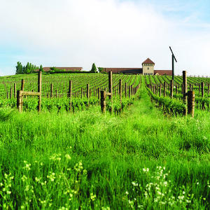 A taste of Tuscany, Oregon-style