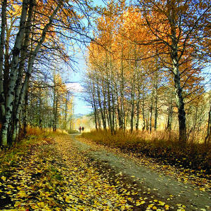 Adams Gulch Area Trails