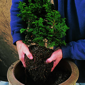 How to plant a winter container