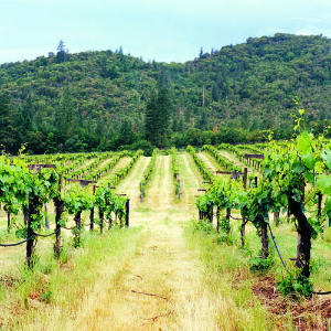 Applegate Valley: Oregon’s Rugged Wine Region