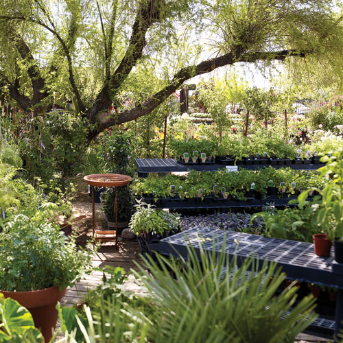 Nursery hopping in Phoenix Sunset Magazine