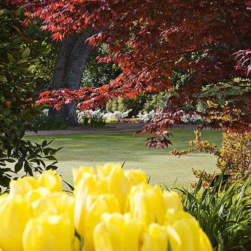 'Bloodgood' Japanese maple