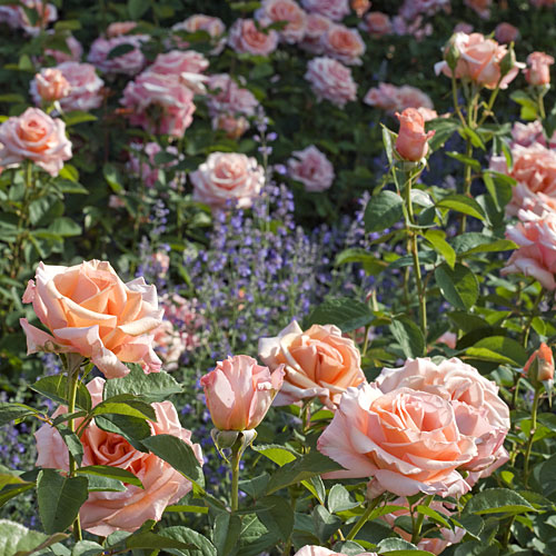'Sunset Celebration' rose