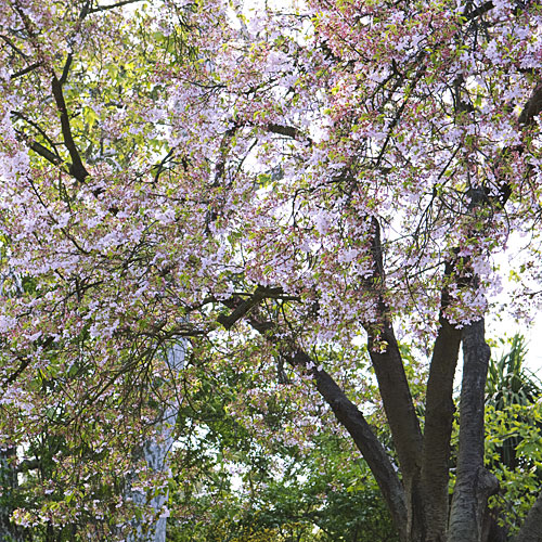 Cherry blossoms 