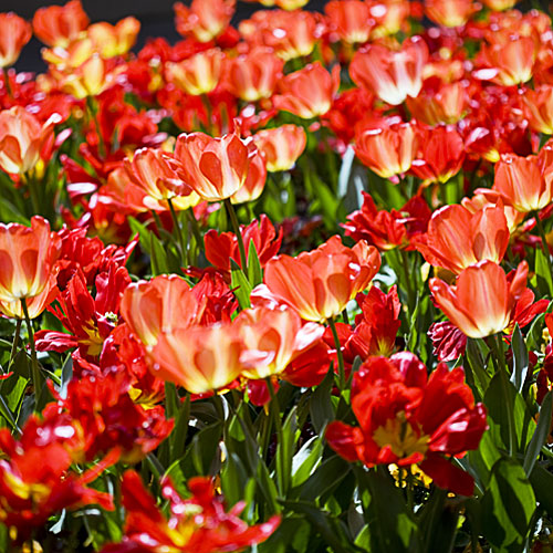 'Daydream' tulip 