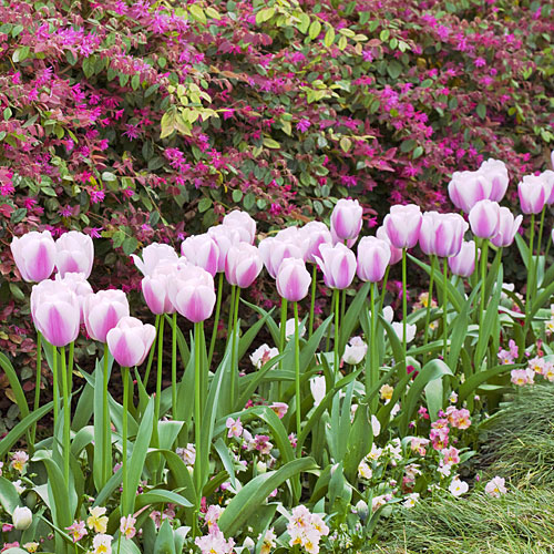 'Dreamland' tulips  