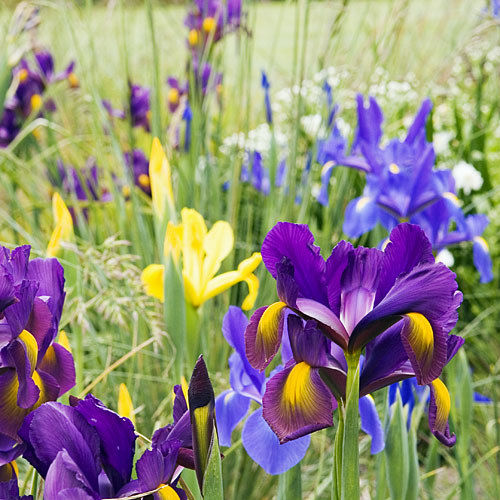 Dutch irises 