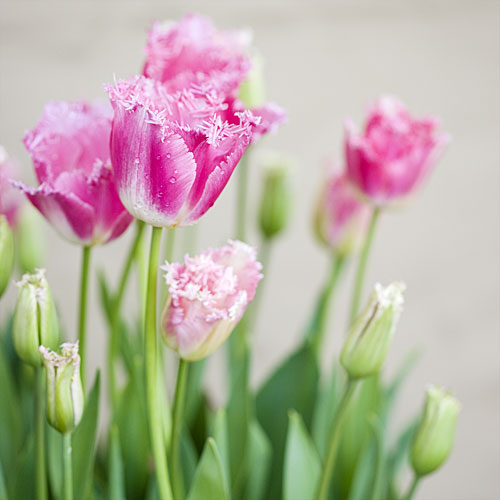 'Fancy Frills' tulip