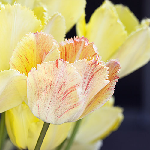 ‘Fringed Elegance’ tulip 