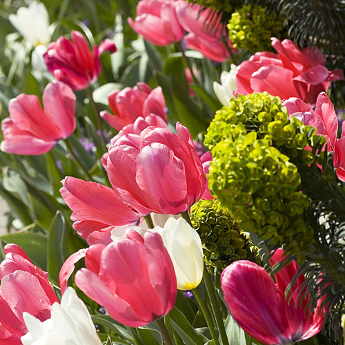 'Pink Impression' tulip