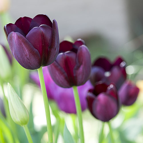 'Queen of the Night' tulip 
