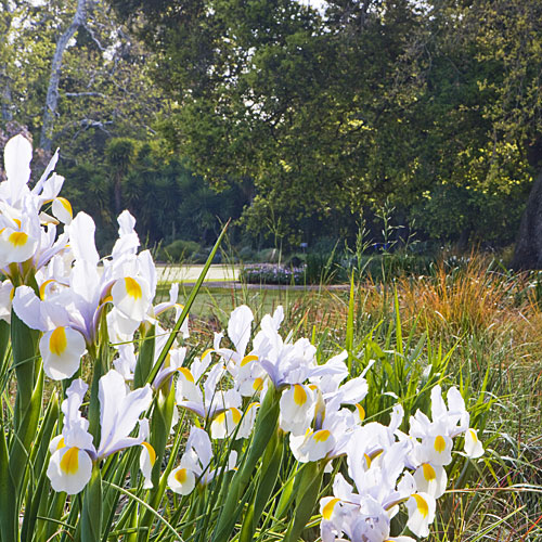 ‘Silver Beauty’ Dutch iris 