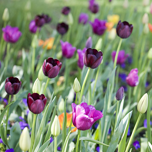 Tulip bulbs