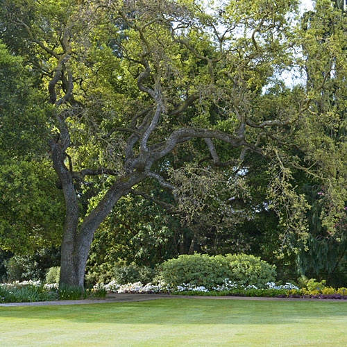 Valley oak