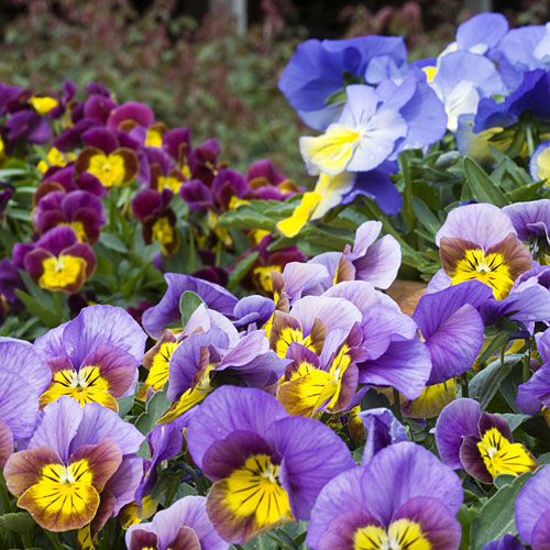 Violas