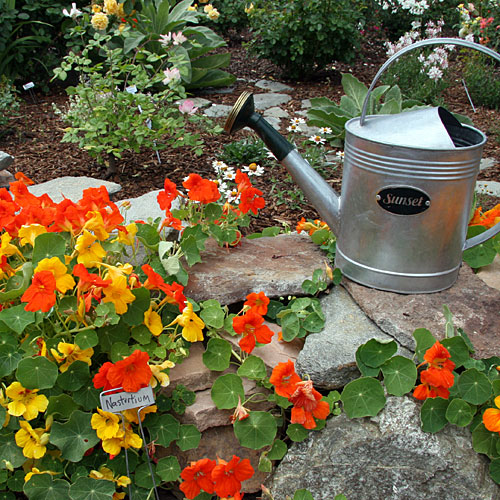 Test garden in bloom