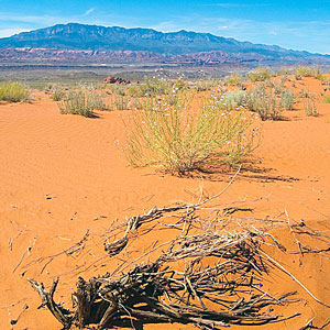dunes-near-hurricane-ut