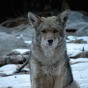 yosemite-national-park-ca