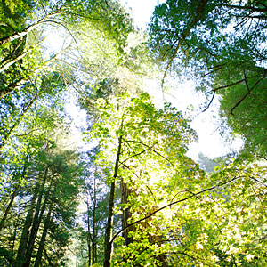 Armstrong Redwoods State National Reserve