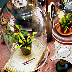 Crimson Horticultural Rarities