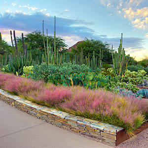 Desert Botanical Garden