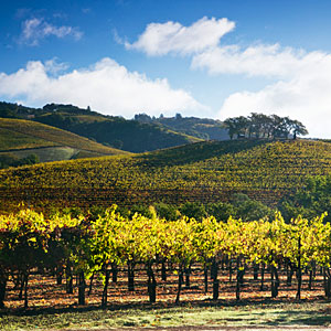 Wine country splendor photo contest rules