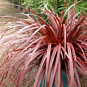 design-a-line-cordyline