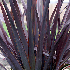 black-adder-phormium
