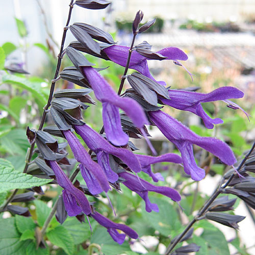 Sunset Western Garden Collection Magazine Western Garden Collection More Sunset Amistad Salvia