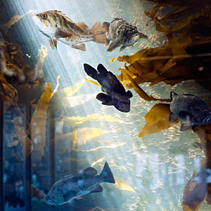 Bodega Marine Laboratory