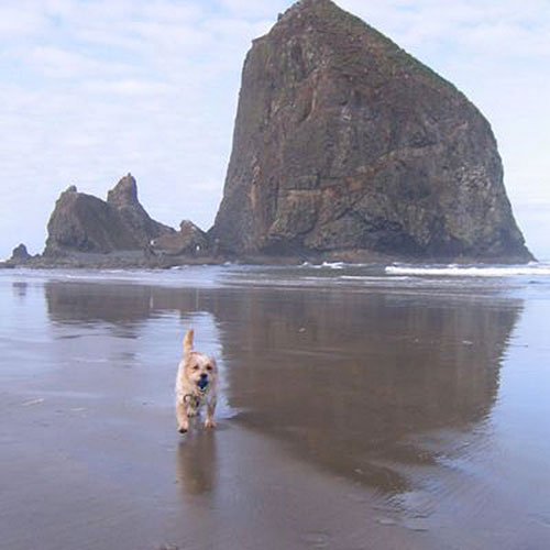 Small dog, big beach