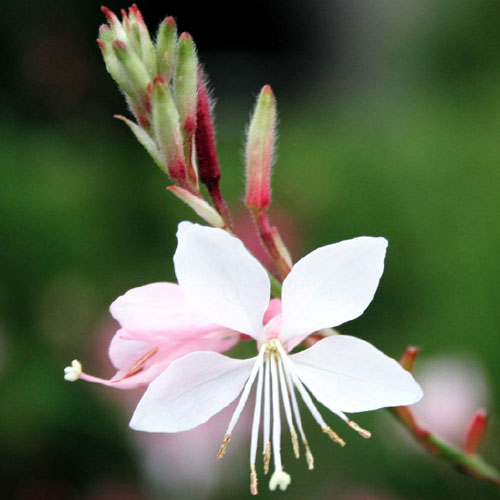 Gaura lindheimeri