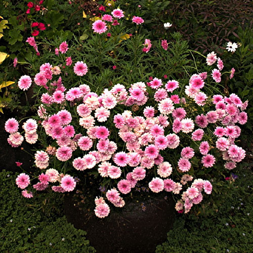 Chrysanthemum x grandiflorum