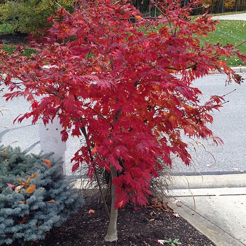 Anese Maple Root Systems 1500 Trend Home Design Acer Palmatum Sunset Magazine