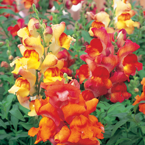 Antirrhinum majus (Snapdragon)