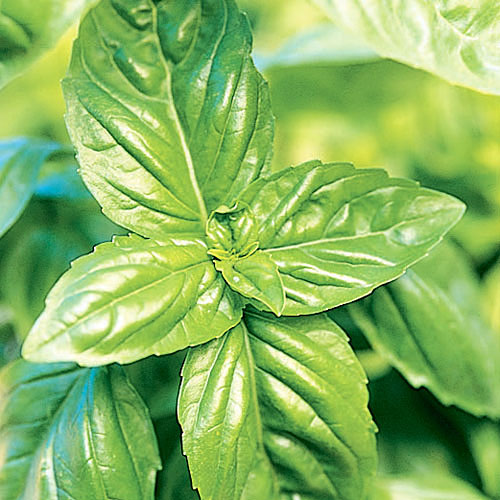 Basil (Ocimum basilicum)