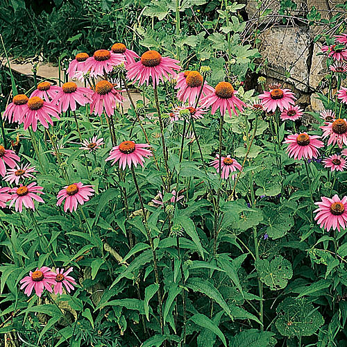 Echinacea