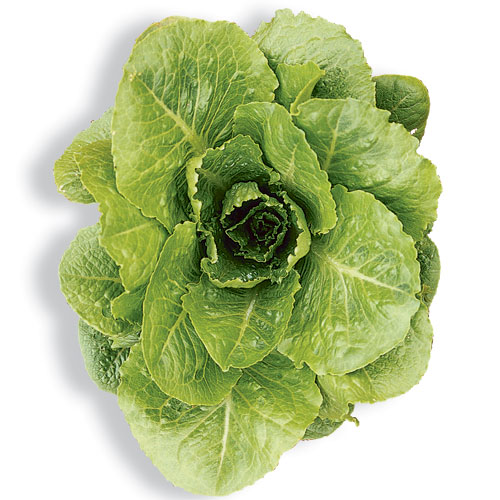 Lettuce