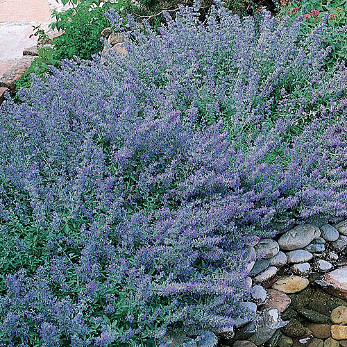 Nepeta x faassenii (catmint)