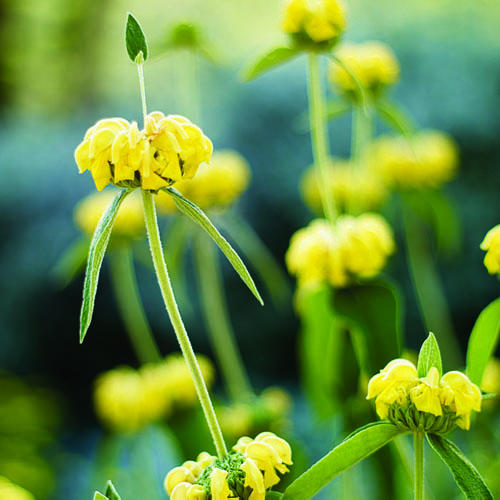 Phlomis fruticosa