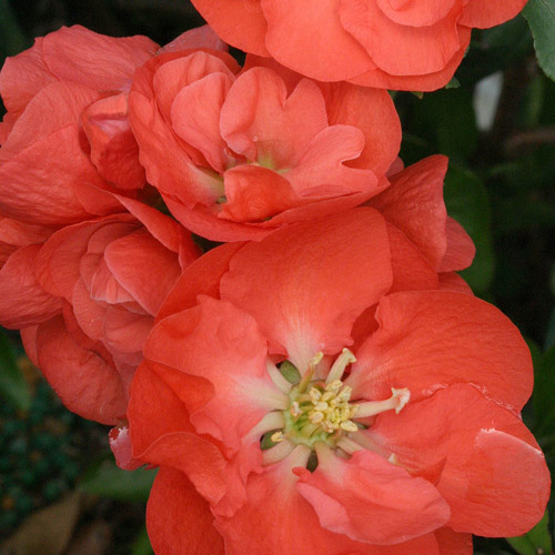 Double Take™ Orange Storm Flowering Quince
