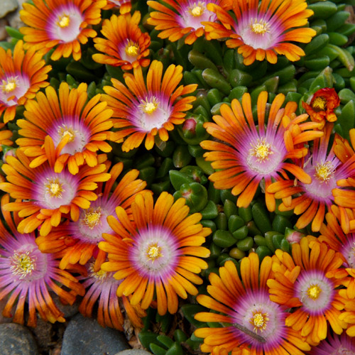 Fire Spinner® Ice Plant