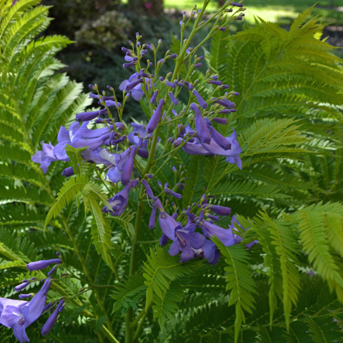 Bonsai Blue Jacaranda