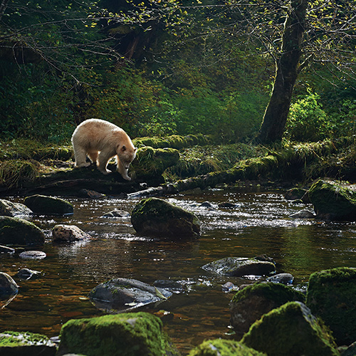 Spirit Bear