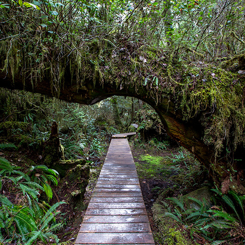 Rainforests of Clayoquot Sound