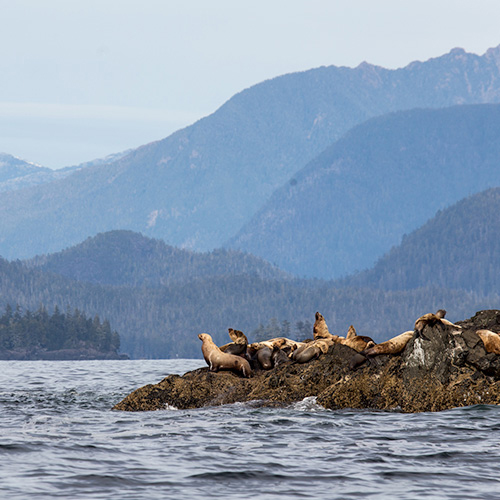 Wildlife of Tofino