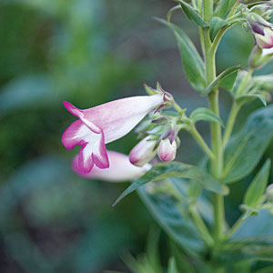 Penstemon, Beard tongue (<i>Penstemon</i>)