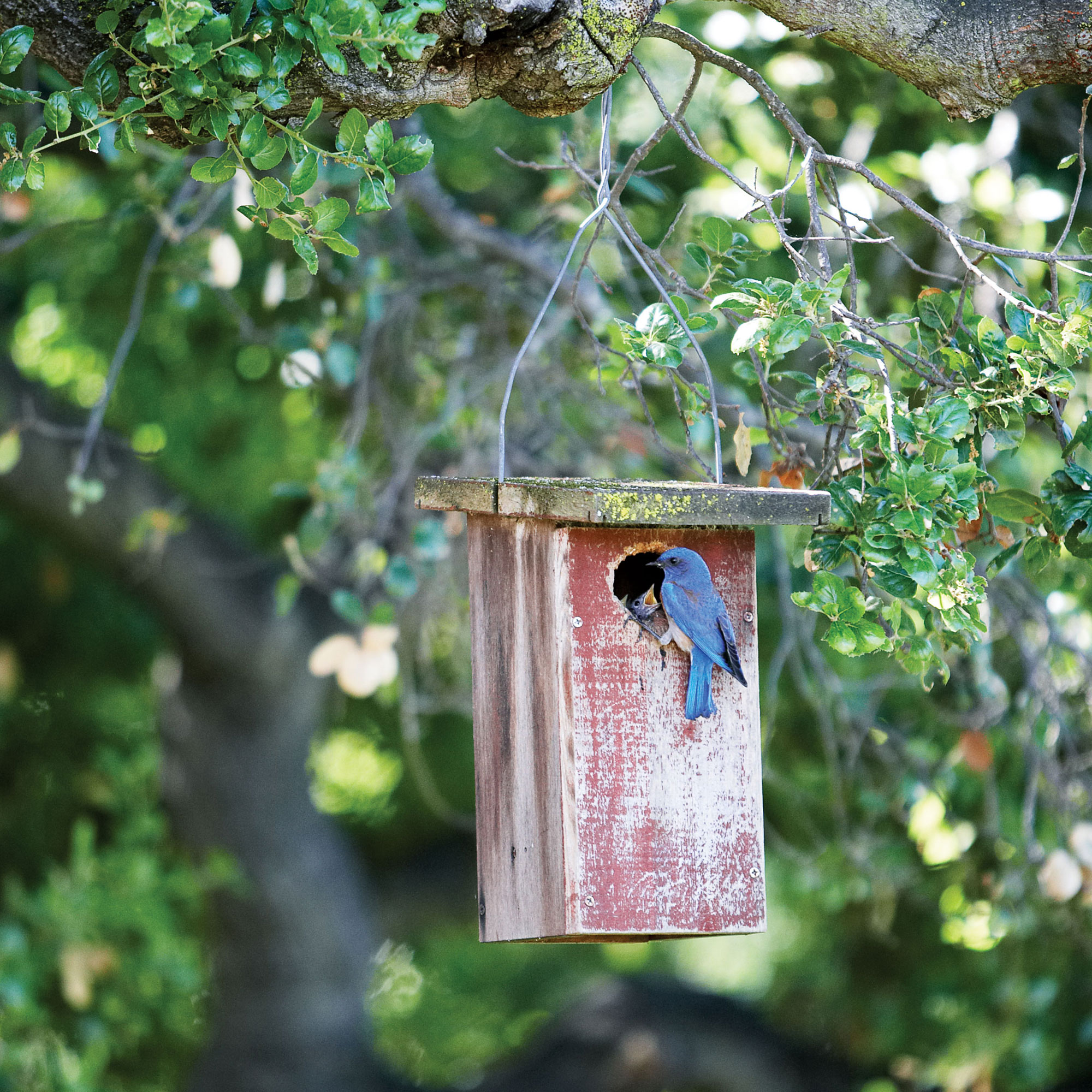 bluebird-house